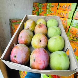 Mangue Kent Et Ananas - fruits et légumes nous disposons de grande quantit&eacute; de fruits frais (mangue lent et keit et ananas md2) origine conte d'ivoire et kenya prets a etre exporte par air cargo et par fret maritime dans toutes les destinations du monde fob cif