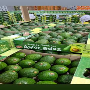  Avocat Hass - fruits et légumes entreprise d'exportation de fruits tropicaux nous disposons d'avocat vari&eacute;t&eacute; hass et fuerte en grande quantite veuillez nous contacter pour toutes demande de quotation fob cif 