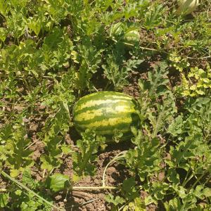  Pastèque D'algérie Août 2022 - fruits et légumes past&egrave;que d'alg&eacute;rie annaba nous avons &agrave; notre disposition une quantit&eacute; importante de pasteque. nous sommes en quete de clients.(la vente uniquement en algerie)