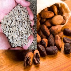  Café Et Cacao Bio De Madagascar - café cacao thé nous sommes une entreprise sérieuse spécialisée dans l'exportation de produits de qualité originaires de madagascar,  recherchant des partenaires commerciaux à l'international pour les produits suivants ---café bourbon pointu --café arabica--café