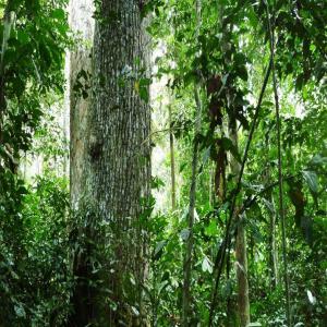 Essence Bois De Bonne Qualité - bois charbon fibre je possède des hectares de forets vierges encore inexploité,  dans le département du nyong ekelle région du centre,  cameroun . a cet effet je recherche des partenaires ou clients potentiel pour exploitation( abattage,  sciage,  extraction et commercialisation) du bois. dans 