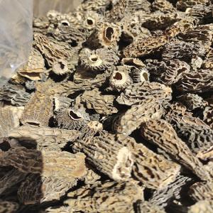  Vente Morilles Sechees Importateur Direct - champignon levure bonjour, --nous importons en direct et pouvons vous fournir des morilles (spéciales,  extra,  traiteur) et autres champignons séchés (patagonie,  inde,  europe..etc.).--stocks en france,  disponibilité immédiate.--en vrac,  poches 1kg,  tubos 500g,  nous nous adaptons &agra
