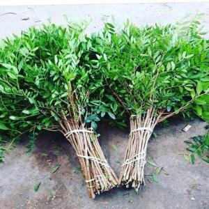 Recherche Feuillages mditerranens - horticulture plante biocarburant je recherche des fournisseurs de feuillages méditerranéens tels que arbutus unedo ( arbousier),  pistacia (lentisque),  myrthe,  pour le commerce de gros en france et aux pays-bas. 