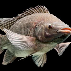  Tilapia Bio Frais Disponible Chez Scoops Espoir - poissons met votre disposition tonne tilapia bio-frai prix abordable au togo plu précisément dan préfecture ogou nous somme installé sur le lac nangbeto