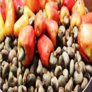  Anacarde Brut En Producteur Afrique - fruits secs et graines grillées nous disposons de grandes quantités d'anacarde brut et sommes à la recherche d'acheteurs potentiels afin d'écouler nos  produit. --nous sommes basés en afrique (burkina faso)