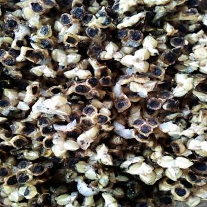  Ailes Des Thaumatococcis Danielli - produits sucrés nous sommes base en cote d'ivoire nous sommes a la recherche des partenaires dans la domaine de vente des ariles des thaumatococcus danielli en grande quantit&eacute;.