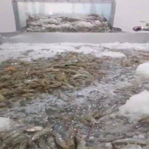  Crevettes De Toutes Tailles - coquillage crustacé nous recherchons des clients pour nos crevettes de l'équateur. nous vous proposons les crevettes de meilleurs qualités fournies selon vos besoins et vos exigences.--crevettes crues,  mis préparé,  avec ou sans tete,  avec ou sans queue. tous selon vos besoins.--