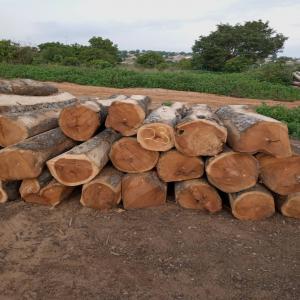  Nous Disposons De Toute Sorte De Bois Teack Azobe - bois charbon fibre nous  disposons du bois pret a charger en direction de n importe qu elle pays du monde nous avons le bois de teack azobe tali appa pine wood etc 
