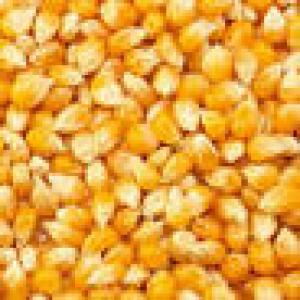  Mais Jaune Et Blanc Disponible - cereals hi--we sell white and yellow maize.--quantity- 100000 ton--delivery port - n/a--payment terms- dlc transferable or t/t--price - 270-360$--caractéristiques--humidité - 12 % à 14 % maximum--protéines - 8 - 12 % minimum--pureté - 98 % minimum--cassé - 2 % maxim