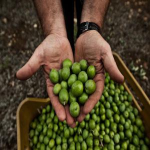  Huile Extra Vierge D'olive Sicilien - huiles nous sommes une entreprise agricole sicilienne,  placée dans le territoire de selinunte depuis 1905. nous produisons la ''nocellara del belice ,  un cultivar d'oliviers qui se trouve seulement dans ce territoire avec une reconnaissance igp on fournit donc- olives et huiles extra vierge d'olive 