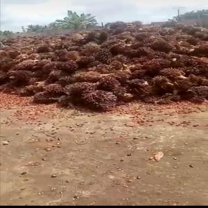  Huile De Palme Qualité Cpo En Stock - huiles huiles de palme en stock --- qualit&eacute; =cpo1--- commande minimum= 1000 tonnes---production journali&egrave;re= 500tonnes---localit&eacute; du stock= cote d'ivoire / bonoua----
