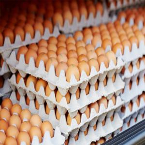  Négoce Des Oeufs - Investissement capitaux une affaire en or. négoce des oeufs de poule pondeuse. 25 à 30% d'intéret du capital par mois.--je recherche un potentiel partenaire d'affaire pour l'investissement de 10 millions de francs cfa dans le négoce des oeufs de poule pondeuses.--vous pouvez venir me rencontrer 