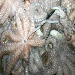  Poulpe,crevettes, Langouste, Sardinelle,trachurus - poissons une soci&eacute;t&eacute; de n&eacute;goce sp&eacute;cialis&eacute;e dans l’exportation des fruits de mer peches sur les c&ocirc;tes mauritaniennes. parmi les produits commercialis&eacute;s nous pouvons vous citer poulpes. (octopus) calamar crevettes  langouste seiche ). trachuru