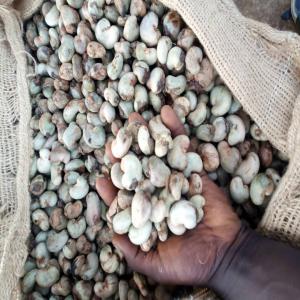  Vente Cajou Brutes - fruits secs et graines grillées je suis un producteur agricole en afrique de l'ouest précisément au bénin nord et je dispose actuellement pour la campagnes encoure 2022 une quantité importantes des noix de cajou brutes de très bonne qualités et je veux des acheteurs sérieux pour la 