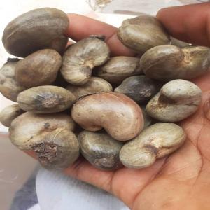  Vente Des Noix D'acajou - fruits et légumes nous avons 2000tonnes de noix d'acajou,  nous cherchons des clients potentiels. nous avons des moyens de transport pour la livraison. 