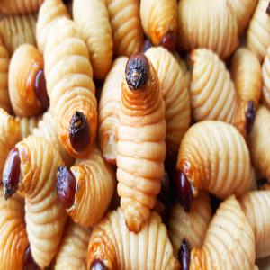  Verre Blanc (rhynchophorus Ferrugineus) Livraison - viandes et oeufs bienvenue  à vous avez vous déjà entendu parlé des hannetons de sharanson  palmier scientifiquement appeler (rhynchophorus ferrugineus) nous pouvons vous livrer ces petits délices qui surpassent de loin la viande de boeuf en nutriments frais comme sec en quantit&ea