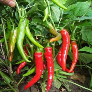  Partenaire Financière - fruits et légumes bonsoir chers partenaire,  j'ai œuvré à la culture de légumes marechères dans le sud . plus précisément à abidjan,  j'ai besoin de partenaire financier pour accroître ma production.