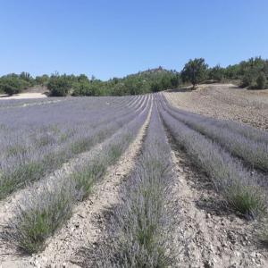  Vente En Gros Prix De L'huile De Lavande Marché - huiles huile essentielle de lavande vraie bio,  --origine espagne--disponible en bo&icirc;tes de 50kg--prix sp&eacute;cial pour 100kg.--pour plus d'informations,  veuillez nous contacter par email