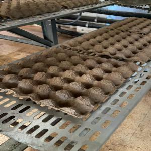  Plateaux Alvéole Pour Oeauf Egg Tray - conditionnement vente plateaux alv&eacute;oles &agrave; base de papiers et cartons recycl&eacute;  de qualit&eacute; de moule qui assure une protection sup&eacute;rieure &agrave; l'&oelig;uf et prix competitive.--nous assurons une capacit&eacute; de production &eacute;lev&eacute;e de l'ordre de 2000 unit&eacute;s p