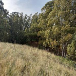  Ferme En Argentine Agriculture Et Élevage 335 Hs - mine terrain concession avec 1 ruisseau et sur un aquifère pour l'irrigation. 1 333 000 €.--belles vues sur la sierra de la ventana,  province de buenos aires