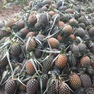  Fruits (ananas, Pastèque, Banane...) En Stock - fruits et légumes fruits et l&eacute;gumes de tout genre (ananas,  past&egrave;que,  banane,  orange...) disponible en grande quantit&eacute; depuis le cameroun 