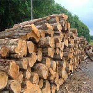  Bois De Teck Et Autre - bois charbon fibre nous sommes une société commerciale basée au bénin,  nous sommes spécialisé dans l'exportation des bois .  nous rechercherons des partenaire fiable pouvant acheter nos produits forestiers comme les bois de teck et autre bois de meilleur qualité --nous 