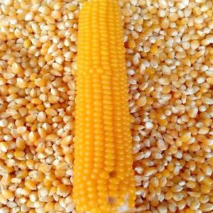  Gmo Yellow Corn Grade - fruits et légumes gmo yellow corn grade--specification---moisture- 14.00% max--protein- 9.00% max--broken kernels- 3.00% max--foreign material- 1.5% max--damaged kernels (total)- 5.00% max--heat damaged kernels and/or germinating kernels- 1.00 max--aflatoxin- not exceeds 20 ppb max--corn free from poisonous seeds/hus