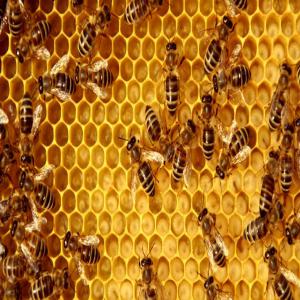  Miel Et La Cire D'abeille - publicité-nouveaux produits bonjour &agrave; tous nous sommes une entreprise productrice de miel et de la cire d'abeille de nos apiculteurs , le go&ucirc;t naturel du miel et la cire de chez nous.et nous faisons appel aux potentiels acheteurs et transformateurs et partenaires vers notre structure ,  europ&eacute;enne,  canadien,  