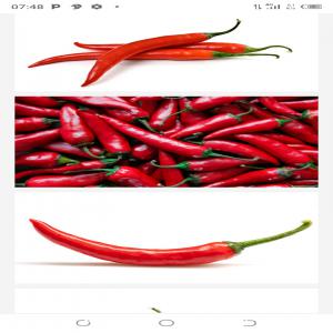  Recherche Des Grossistes Pour L'achat Du Piment - semence graine plant nous recherchons des grossistes pour l'achat de nos produits--nous mettons sur le marché du piment d'espelette rouge 