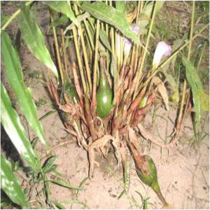  Vente De Maniguette - fruits et légumes  nous avons une quantit&eacute; importante de maniguette grains et cabosse &agrave; vendre. je cherche des clients partout qui cherche ce produit.