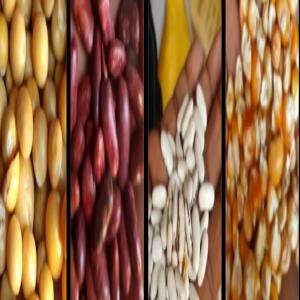  Fruits Secs Et Graines Grillées - fruits secs et graines grillées bonjour,  nous sommes producteurs des produits agricoles (grains secs,   oignons,   ...) et &eacute;levage qui situe &agrave; madagascar dans le r&eacute;gion du sud-ouest. si vous avez int&eacute;ress&eacute;s,   n'h&eacute;sitez pas &agrave; nous contacter,  merci, 