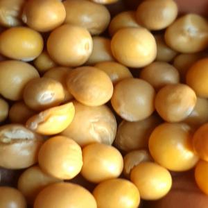  Fruits Secs, Grains Secs, Oignons, Légumes - fruits secs et graines grillées bonjour,  nous sommes producteurs des produits agricoles (grains secs,   oignons,   ...) et élevage qui situe à madagascar dans le région du sud-ouest. si vous avez intéressés,   n'hésitez pas à nous contacter,  merci