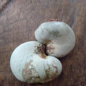  Noix De Cajou Et Coton - fruits secs et graines grillées nous sommes une entreprises internationnal basee au mali specialise dans l'import¨export de coton et de noix de cajou tous nos produits sont certifies et repondent aux normes internationnaux