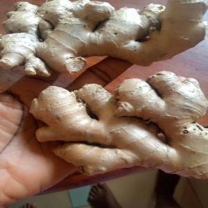  Gingembre Frais D'afrique. Origine Benin - fruits et légumes vend du gingembre d'afrique origine bénin.--nous vendons du gingembre frais,  séché,  moulu--nous produisons du gingembre d'afrique origine bénin exportable à partir du bénin.--- gingembre frais =  0, 85 /kg--bien nettoyés,  bien emballés et de qua