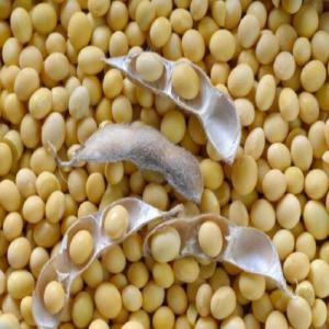  Sale Of Conventional Soy, Sesame And Pineapple - roasted seeds and nuts specialized in the trading of agricultural raw materials,  we offer for sale nearly 100 tons of conventional soybeans,  sesame and pineapple.----if you are interested in purchasing any of these products,  now is the time to contact us as the harvest is eminent.----for all your requests,  please send us 