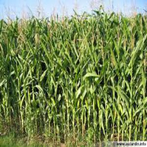  Recherche De Tout Produits Agricoles - céréales je recherche  tout produits agricoles,  céréales,  produit laitier,  fruits  , légumes , production animal, matière première --je veux  des stocks de grosses quantité  des tonnes  --j achète  ces produits en grosses  quantité et je signe des contrats