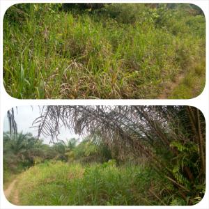  Terrain Agricole De 5000ha Avec Titre Foncier - mine terrain concession nous vendons un espace agricole de 5000 ha en c&ocirc;te d'ivoire ville de toumodi &agrave; 1 million de francs cfa/ha d'où 6 milliards de francs cfa l'ensemble