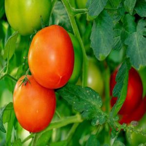  Tomates Et Autres Produits Maraîchers En Vente - fruits et légumes bas&eacute; en c&ocirc;te d'ivoire,  dans la region de bouake,  nous disposons d'importantes quantit&eacute;s de tomates,  de choux et de poivrons que nous voulons livrer &agrave; tout acheteur grossiste ivoirien ou d'autres nationalit&eacute;s. nous sommes prets &agrave; vous livrer,  sur la p&eacute;r