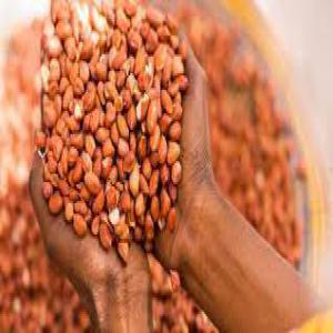  Graine D'arachide - fruits secs et graines grillées bonjour. on a un stock de plus de 100 tonnes d'arachide depuis là guinée on cherche des clients qui serait interressé pour a achat. 