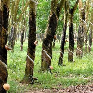  Plusieurs Vieux Plants D'hévéa En Vente - bois charbon fibre nous sommes en contact avec plusieurs propriétaires de plantations d'hévéas  en côte d'ivoire qui cède leurs vieux plants d'hévéa encore dans leur champ.--prix par bois en fonction du format--prix allant de 2000 à 5000 francs cfa/plant(bois)