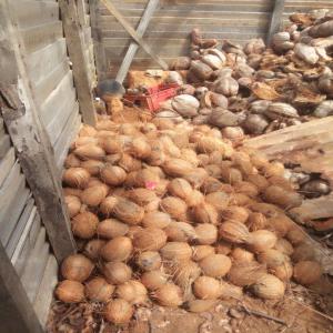  Fournisseur De Banane Douce, Ananas Et Noix De Co - fruits et légumes bonsoir nous sommes un groupe de femmes vendant en gros la banane douce, l'ananas et les noix de coco.--pour tout vos besoins n'h&eacute;sitez pas &agrave; nous contacter. 