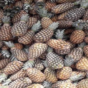 Ventes Ananas - fruits et légumes notre entreprise vous propose c'est meilleurs productions,  l'ananas des variétés cayenne et la pain de sucre,  notre entreprise recherche --des acheteurs sérieux. --pour tout vos commands contactez nous .--expédition partout dans le mondes --merci --