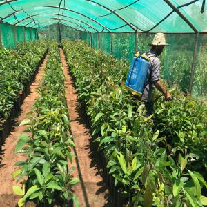  Des Plantes D'avocat Type Hass - fruits et légumes 