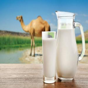  Lait De Chamelle En Poudre Au Maroc - lait et produits laitiers nous cherchons clients en europe 
