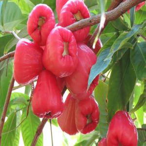  Plants En Pépinière Disponible (t. 30 100 Cm) - semence graine plant nous recherchons des clients pour nos plants en pépinière --nous disposons des plants comme-----•	avocatier (1000 plants de disponible)--•	bananier plantain (1000 plants de disponible)--•	carambolier (500 plants de disponible)--•	cocotier (5000 plants de disponible)--•	goyavier (1000 p