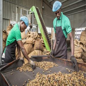  Noix De Cajou Au Maroc - fruits secs et graines grillées nous cherchons de potentiel partenaire au maroc  qui serait int&eacute;ress&eacute; par les noix de cajou en provenance de la c&ocirc;te d'ivoire. n'h&eacute;sitez pas &agrave; nous r&eacute;pondre si vous etes int&eacute;ress&eacute;. --cordialement 