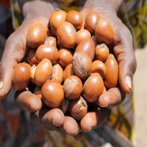  Noix De Karité Et De Soja Graine En Vente - fruits secs et graines grillées spécialisée dans la production d’huiles cosmétiques naturels et dans le négoce des matières premières agricoles,  nous mettons en vente actuellement plus de 100 tonnes de noix de karité (145 000 fcfa la tonne à natitingou) et plus de 800 tonnes 