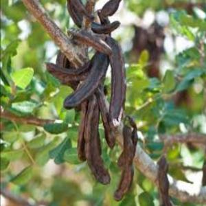  Caroube En Vente - semence graine plant plus de 600 tonnes de caroube de bon rendement avec analyse toute prete et un bon prix . veuillez me contacter 