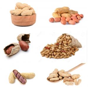  Gousse D'arachide - fruits secs et graines grillées  &agrave; tous. nous sommes producteur des gousses d'arachide bas&eacute; en afrique de l'ouest et nous avons &agrave; notre disposition 10 tonnes pr&egrave;s &agrave; l'exportation. nous recherchons toutes entreprises ou particulier dans le besoin de nous contacter imm&eacute;diatement. 