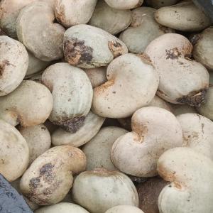  Noix De Cajou En Destockage. - fruits secs et graines grillées offre noix de cajou crues--origine - bénin--quantité - 1000 tonnes--out turn - 45-47 lbs--compte de noix - 160-180 max--humidité - 7% maximum--origine - benin (afrique de l'ouest)--modalités de paiement - lc confirmé/espèces contre documents.--prix ​&#